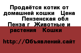 Продаётся котик от домашней кошки › Цена ­ 100 - Пензенская обл., Пенза г. Животные и растения » Кошки   